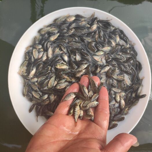 广州 新吉富罗非鱼苗 全雄罗非鱼苗 快大种苗