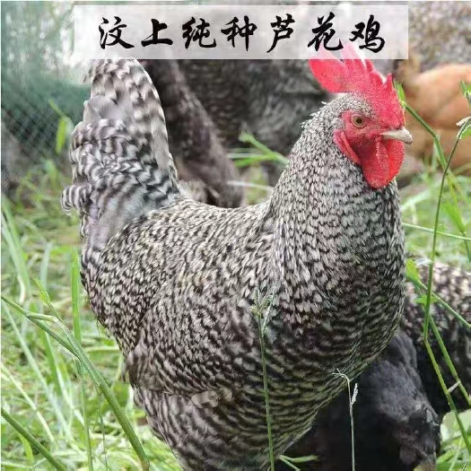 三台县 芦花鸡苗
