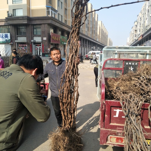 营口山葡萄苗  山野葡萄苗耐寒零下五十度