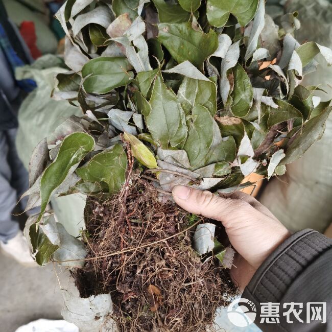 小叶淫羊霍  淫羊藿全草干货，10斤起包邮