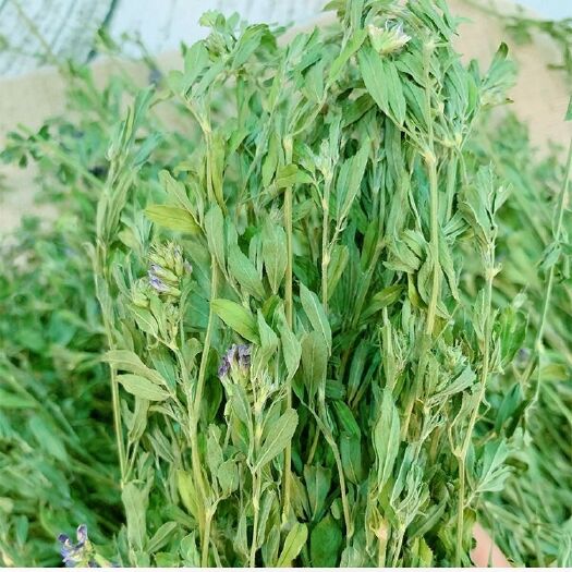 敦煌市 2019年自然晒干紫花苜蓿草荷兰猪龙猫牧草兔粮1kg 包邮