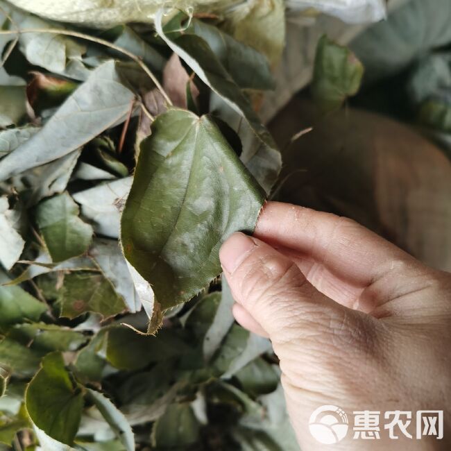 小叶淫羊霍  淫羊藿全草干货，10斤起包邮