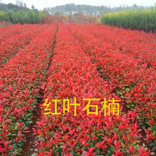涟水县 红叶石楠苗红花继木金森女贞金边黄杨树苗绿化苗篱笆苗木树小苗
