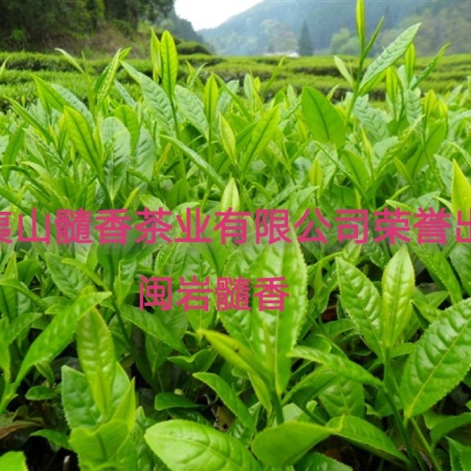 武夷山市武夷岩茶大红袍 高山有机茶大红袍