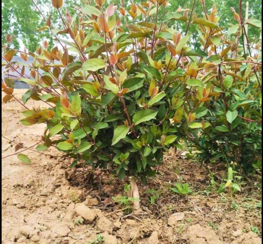 红色五彩金银花苗  红色四季银花苗四季红色南北方室内盆栽地栽观赏花卉盆景爬藤植物