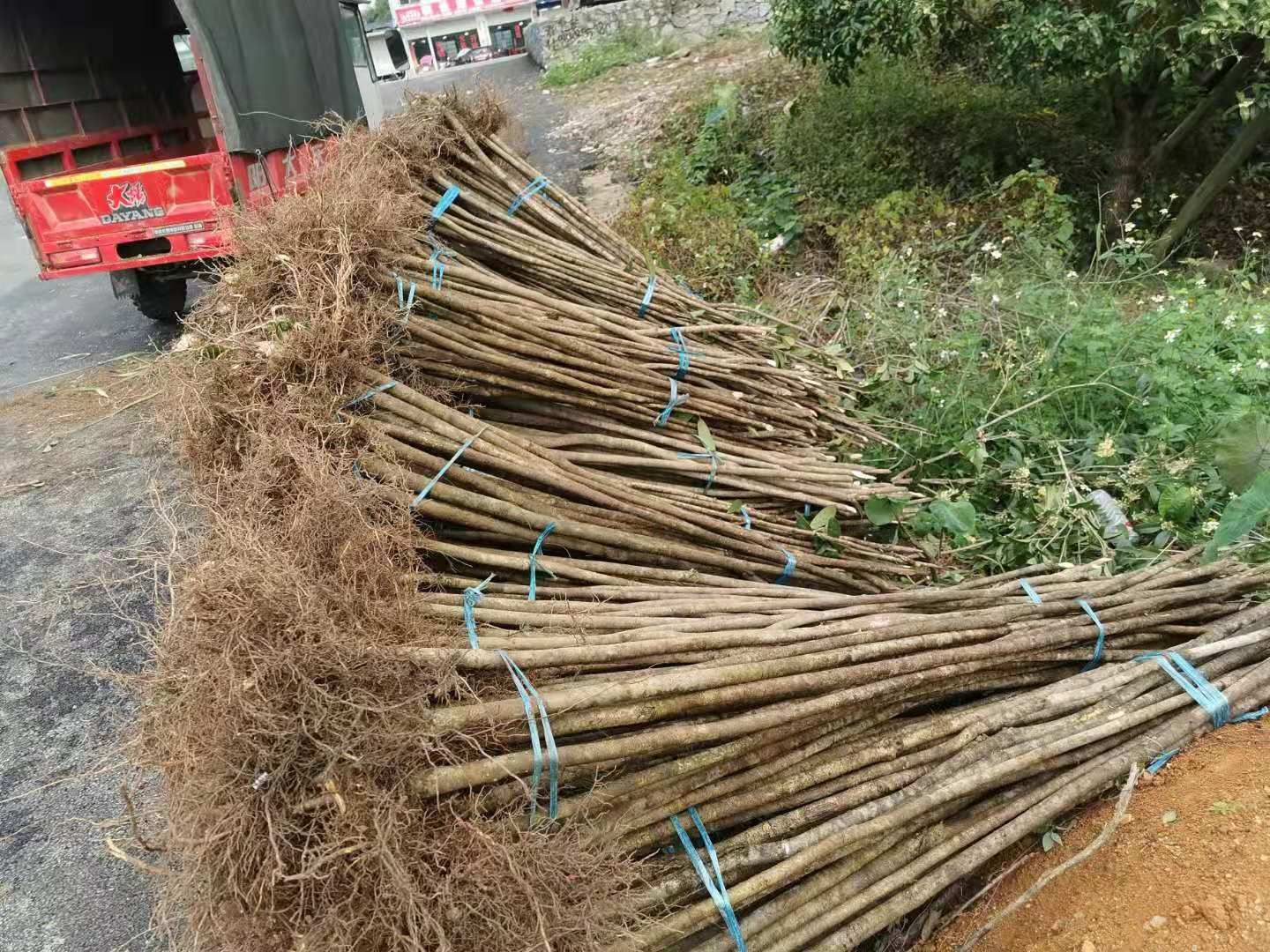 桂花树苗 农户直供桂花小苗