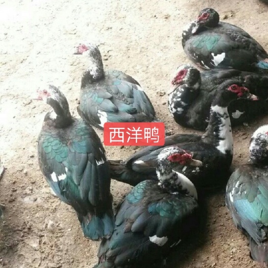 南宁西洋鸭苗