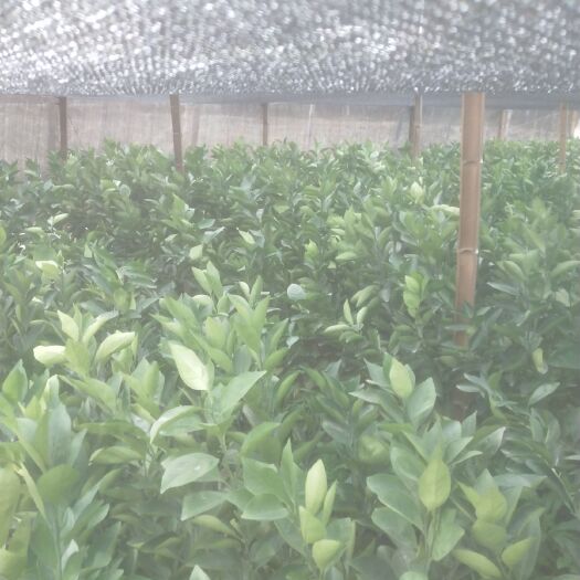 吉安纽荷尔脐橙苗 嫁接苗 0.5~1米