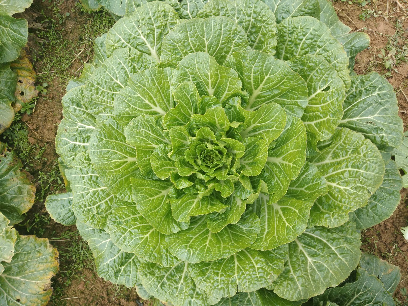 [白菜批发 白菜散叶白菜价格0.35元/斤 惠农网