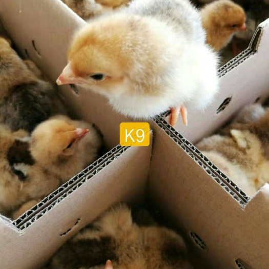 南宁K9鸡苗 统货