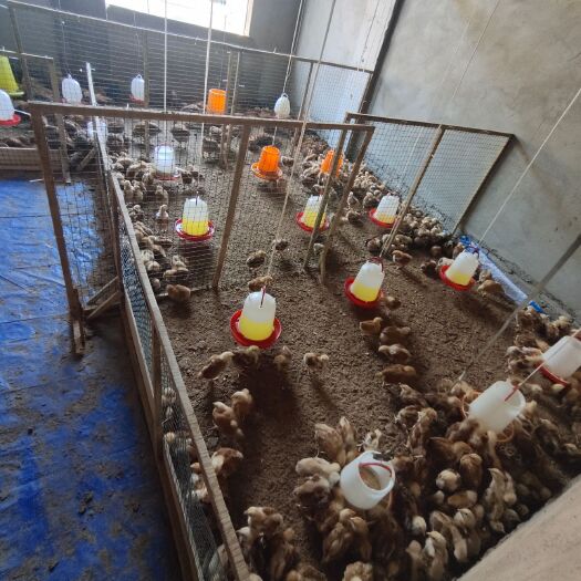 镇宁县 红玉380大鸡出售，疫苗齐全，现有400只左右，5.6斤大小