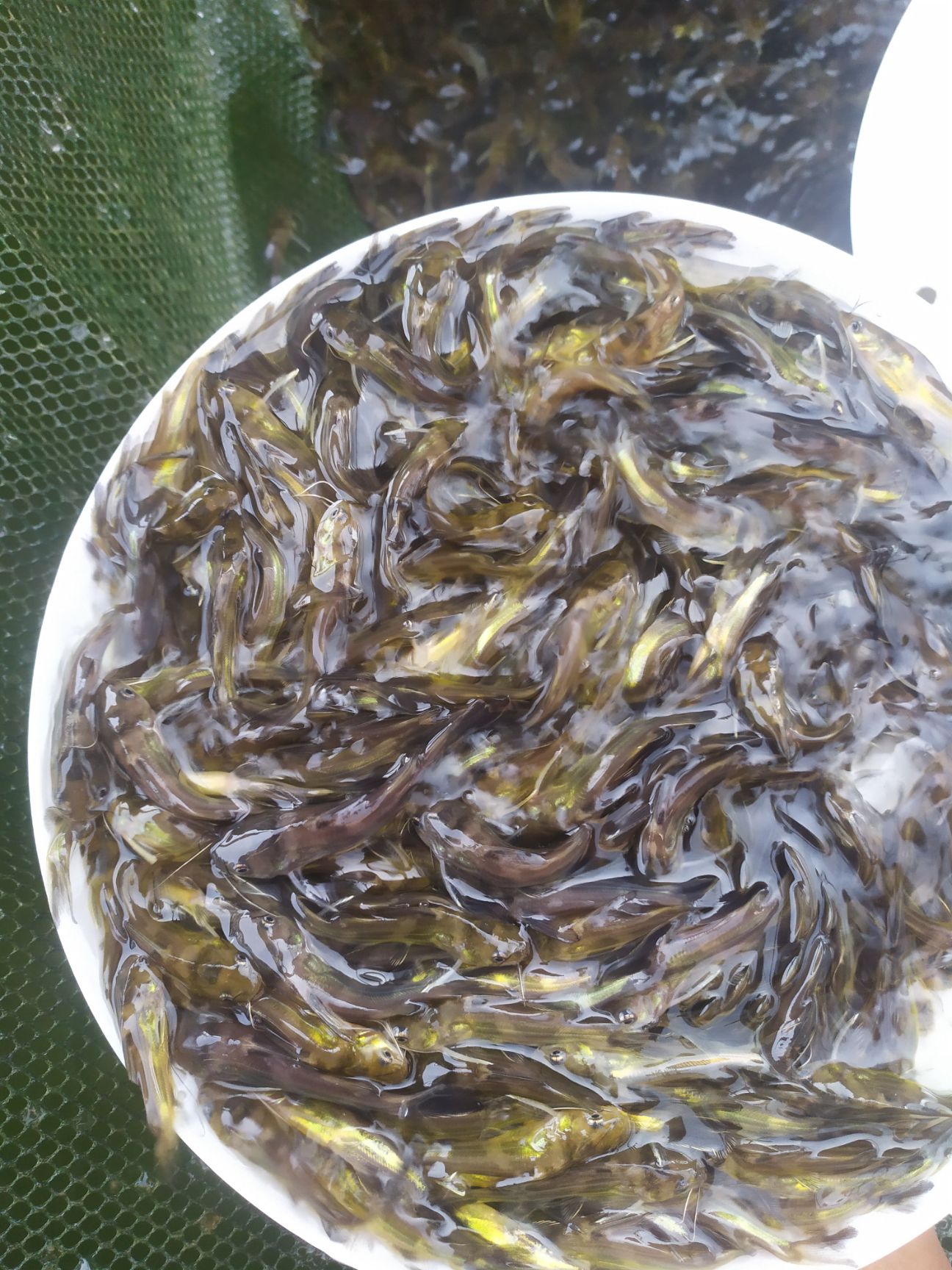  黄骨鱼苗 黄辣丁鱼苗 黄颡鱼苗 批量出售 价格从优