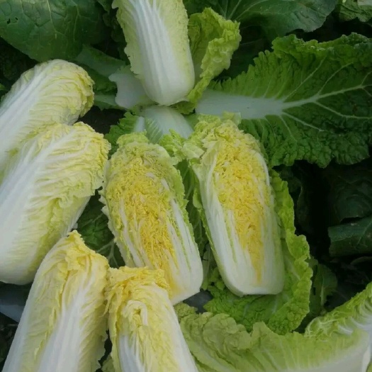 黄心娃娃菜   娃娃菜