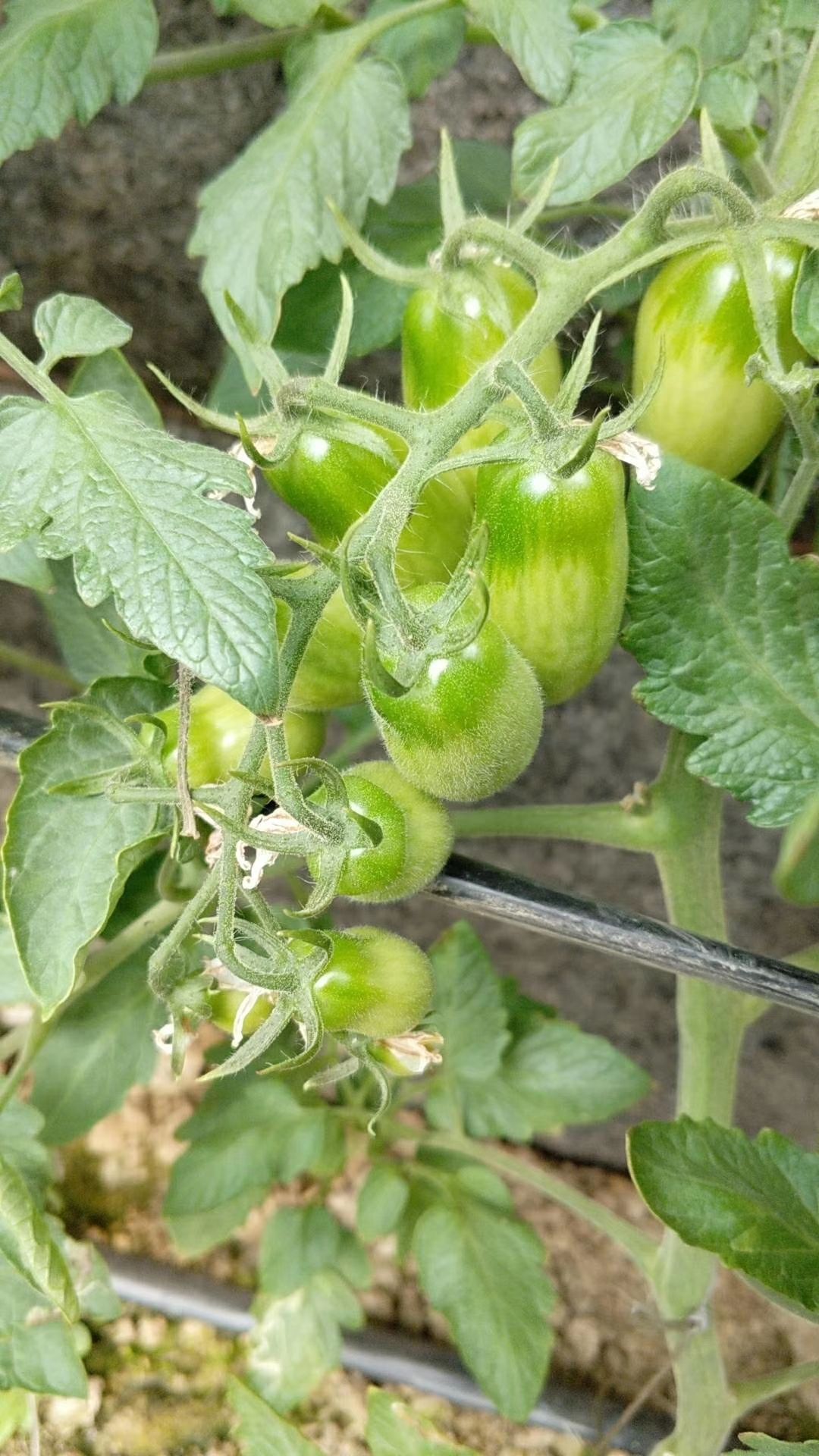  丹东正宗409小柿子，口感好，质量保证