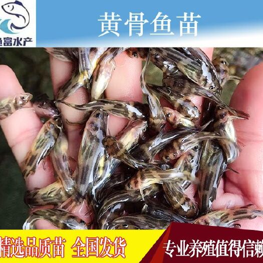 广州 黄骨鱼苗 黄辣丁鱼苗 黄颡鱼苗 批量出售 价格从优