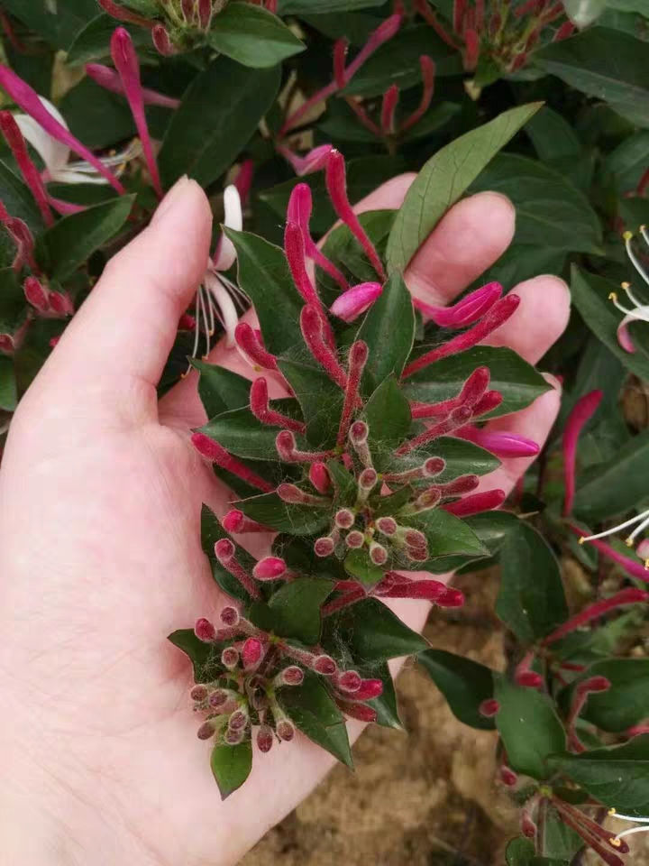红色五彩金银花苗  红色四季银花苗四季红色南北方室内盆栽地栽观赏花卉盆景爬藤植物