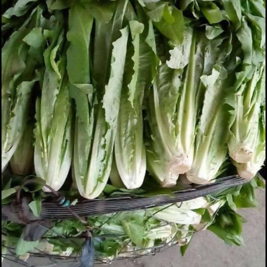 惠州青油麦  精品精品靓丽油麦和生菜出售