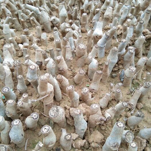 藤县葛根种苗