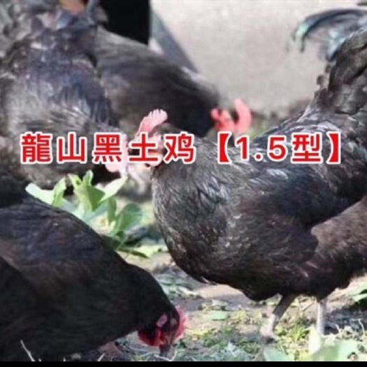 隆回县 土鸡苗 黑羽公   黑土鸡公苗