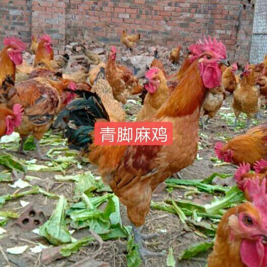 南宁青脚土鸡苗 统货