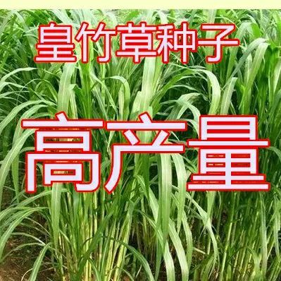 临沭县 皇竹草种子  新型种子产量高四季可播