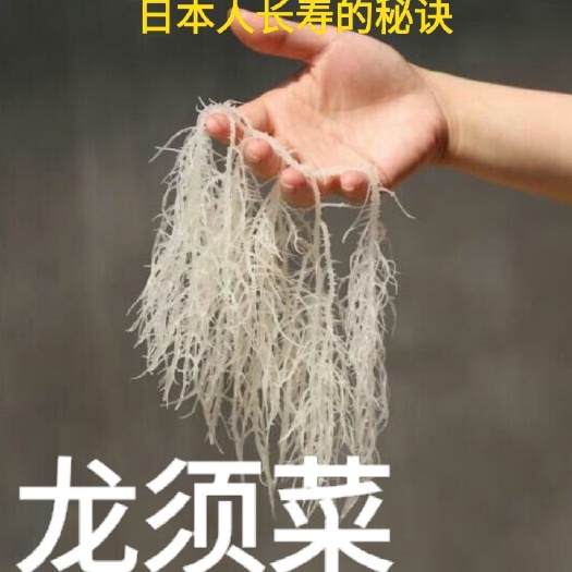荣成市龙须菜  晒干石花菜海洋中的珍品干日本人长寿的秘诀一斤装包邮
