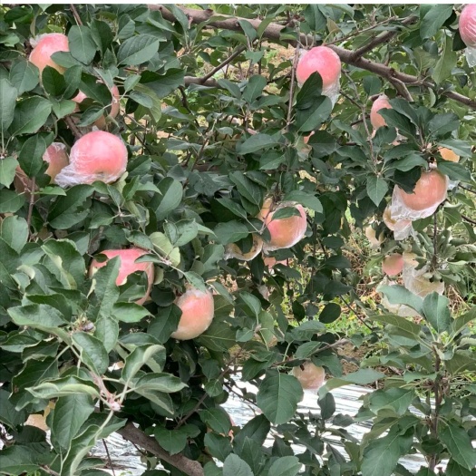 红富士苹果 诚鑫果品（花椒）购销