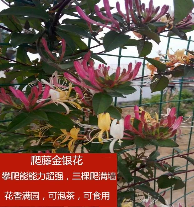 红色五彩金银花苗  红色四季银花苗四季红色南北方室内盆栽地栽观赏花卉盆景爬藤植物