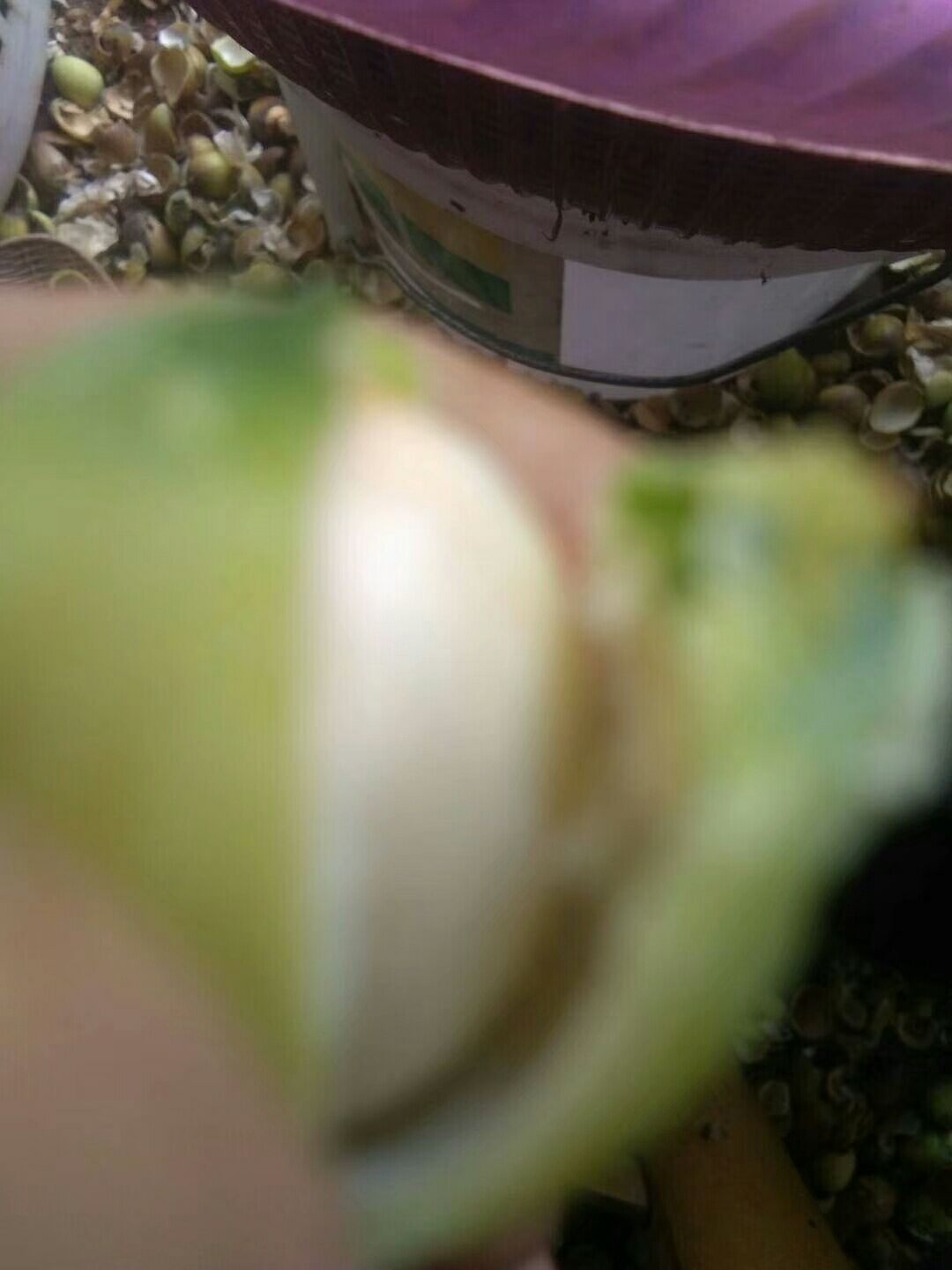 建莲  建宁贡莲，新莲纯手工制做非磨皮，个大，粉糯，天然量大从优