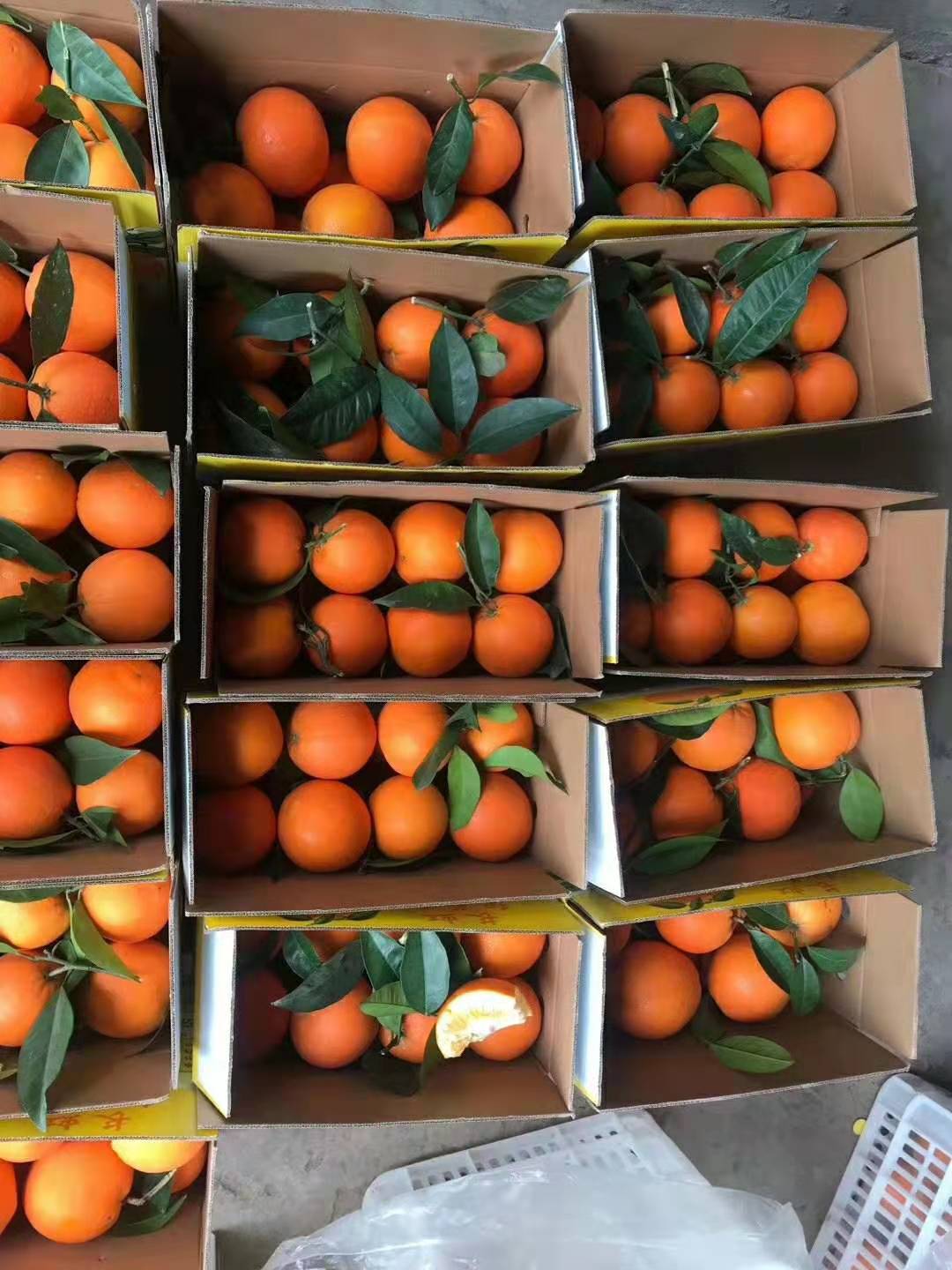 72-1脐橙 果园直销