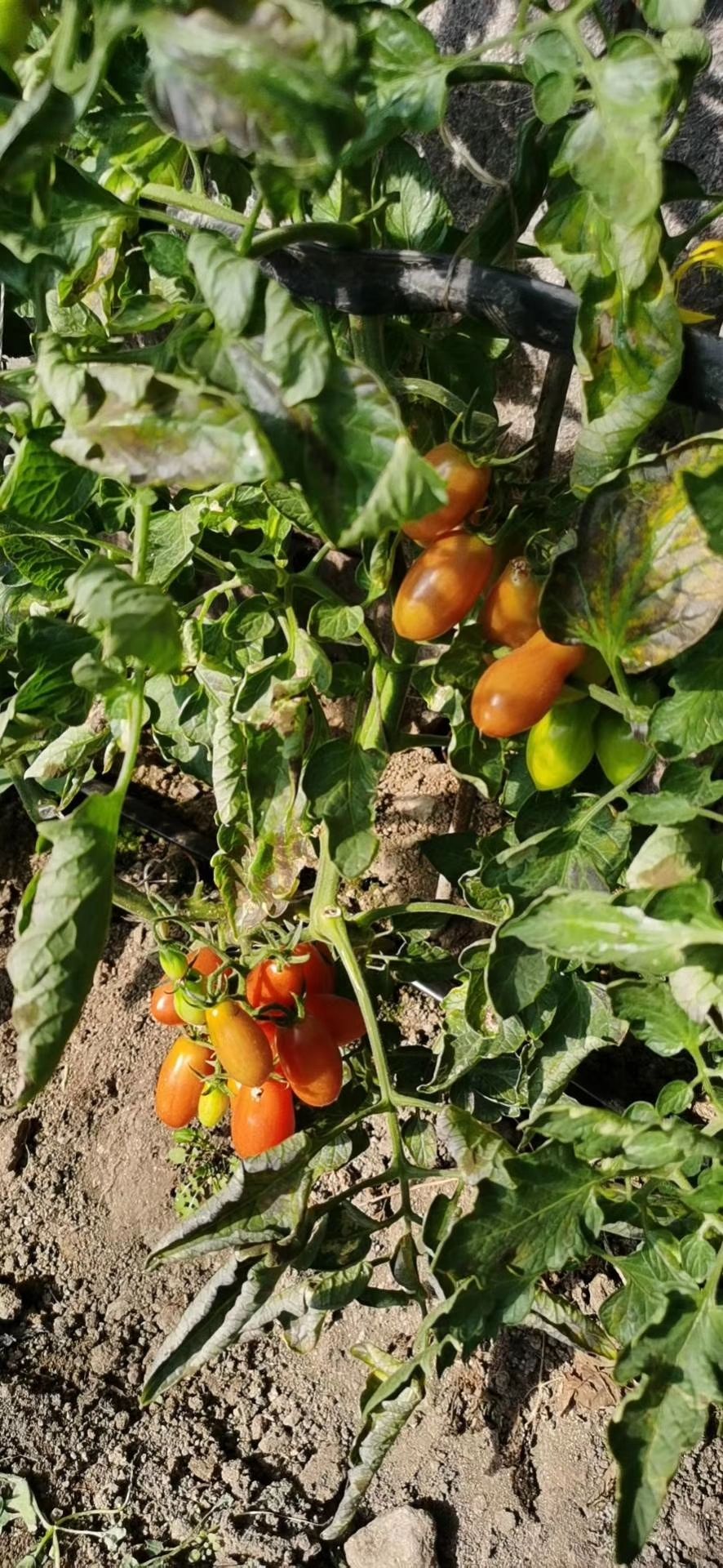  丹东正宗409小柿子，口感好，质量保证