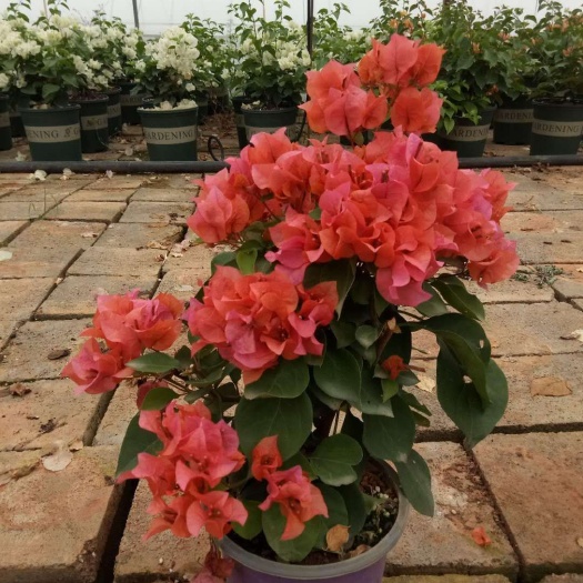 昆明黄花三角梅  基地直发三角梅小苗 盆景