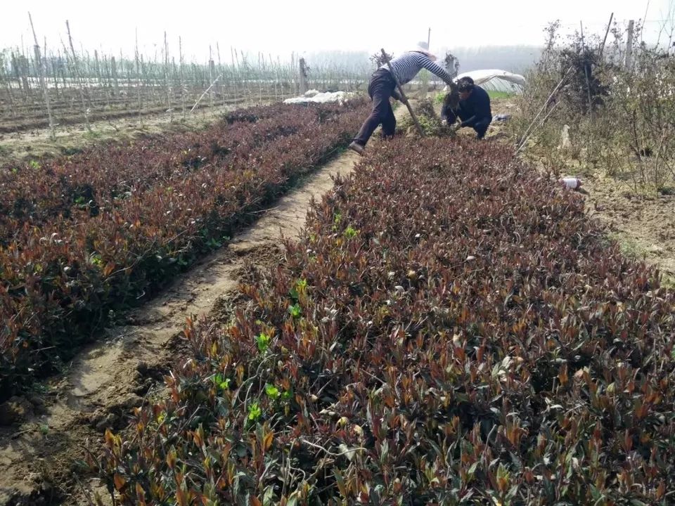 红色五彩金银花苗  红色四季银花苗四季红色南北方室内盆栽地栽观赏花卉盆景爬藤植物