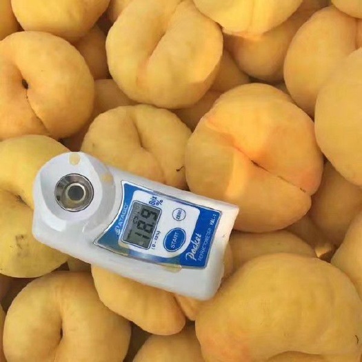 澄城县黄蟠桃  黄金蟠桃，中蟠十一