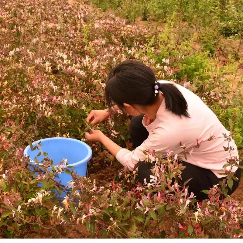 红色五彩金银花苗  红色四季银花苗四季红色南北方室内盆栽地栽观赏花卉盆景爬藤植物