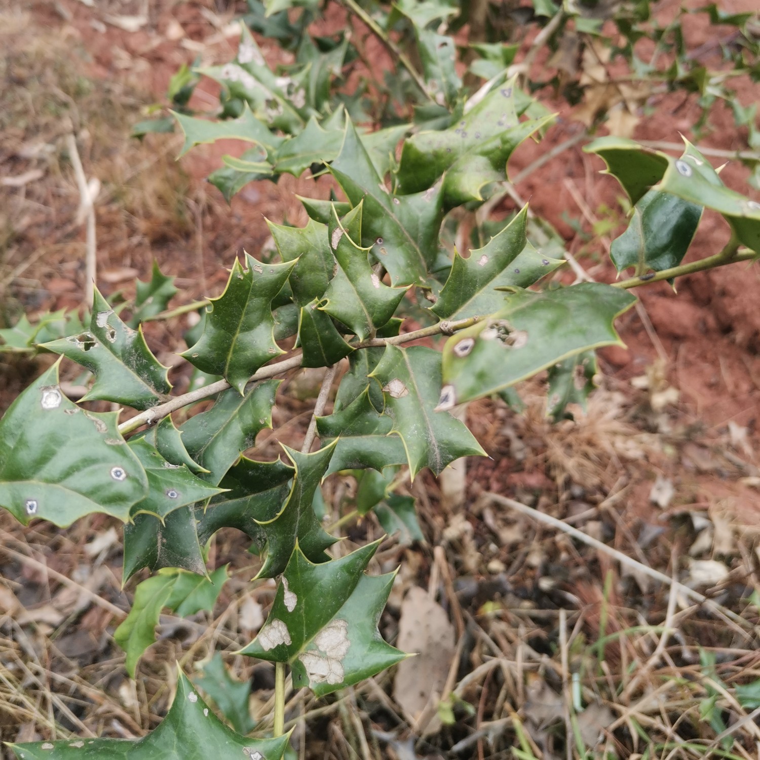 [构骨批发]构骨 枸骨刺树苗开花结果枸骨价格35元/棵 - 惠农网