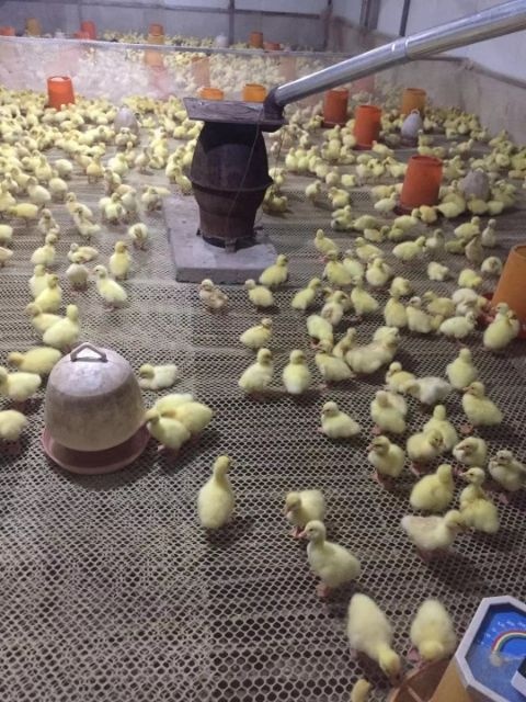 大名县三花鹅苗  鹅苗