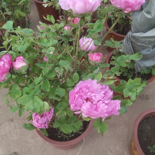 平邑县 菏泽正宗牡丹花苗带芽孢发货观赏花室内外庭院植物盆栽重瓣多分枝