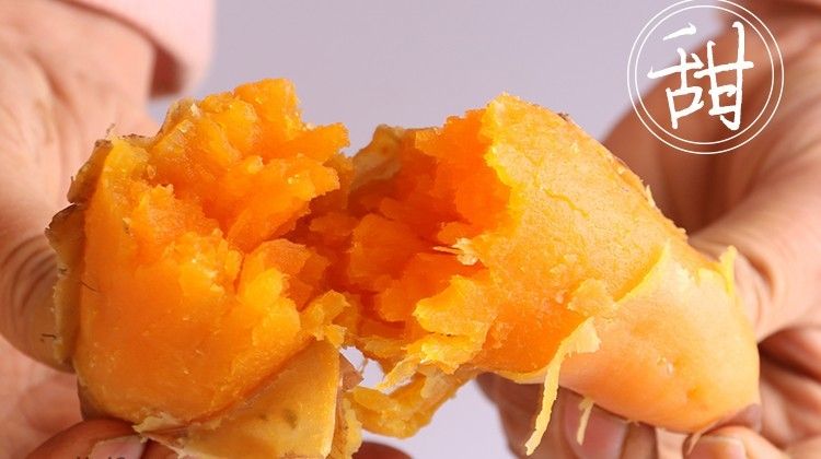 紫云红心红薯  贵州红薯 紫云红薯