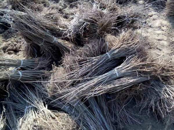 紫穗槐苗 常年批发供应紫穗槐小苗价格优惠