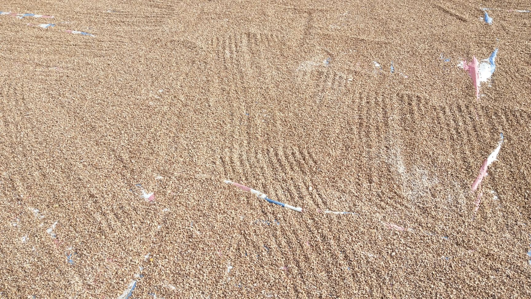 富硒小麦 富硒黑麦健康长寿地带，农家自产自销俺自家都吃这粮