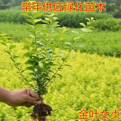 金叶女贞苗  金叶女贞小苗四季常青大小规格都有基地直销