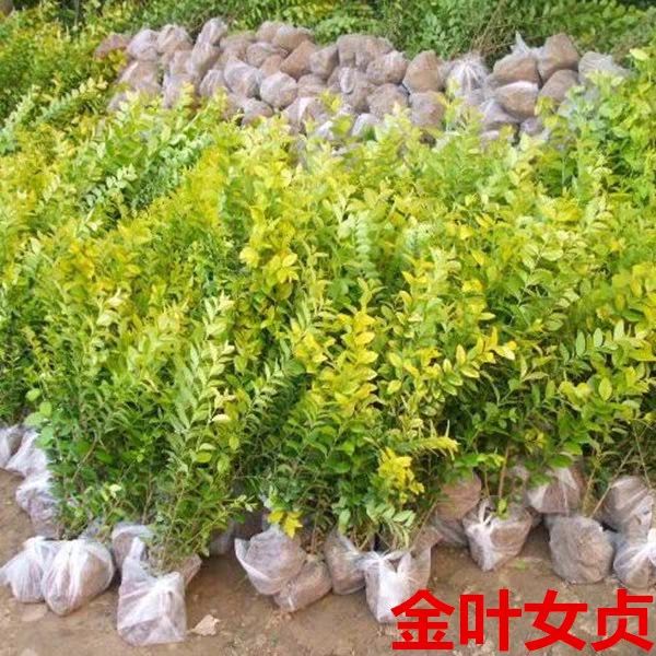 金叶女贞苗  金叶女贞小苗四季常青大小规格都有基地直销