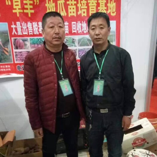 黑山县早丰红薯苗  2020年锐伟红薯苗专业培育合作社种苗火爆预订中。
