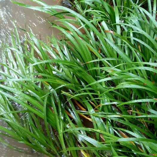 镇雄县石菖蒲苗