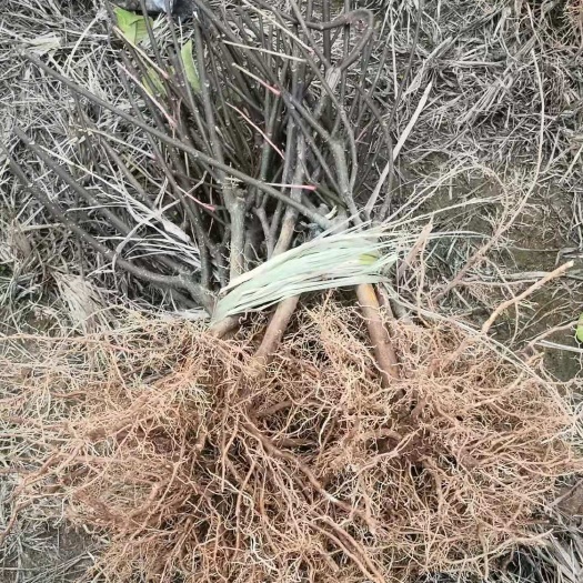 樟树市大量吴茱萸苗供应，成活率高