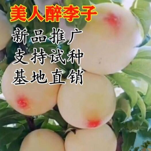 平邑县蜂糖李树苗 美人醉李子苗 蜂糖李子优质放心苗现挖现发包成活假一赔十