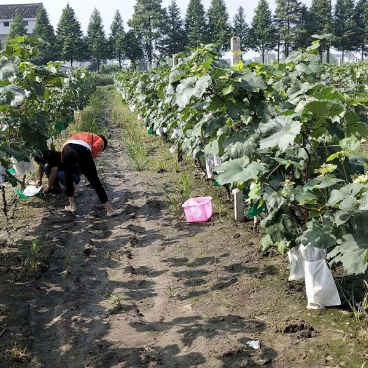溧阳市 3年果园，已挂果，因果园拆迁，现出1200颗葡萄苗