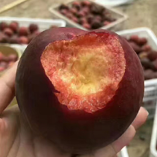 黑桃苗 黑皇后桃苗早挂果早丰产期早适合南北方栽种