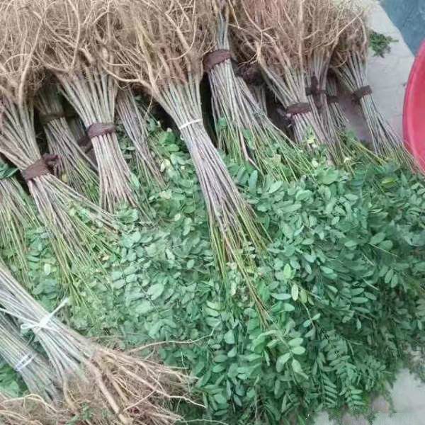 紫穗槐苗 常年批发供应紫穗槐小苗价格优惠